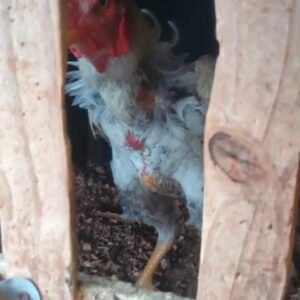 PCGO apura crime de maus tratos a animais ap&oacute;s inc&ecirc;ndio em resid&ecirc;ncia de Morrinhos