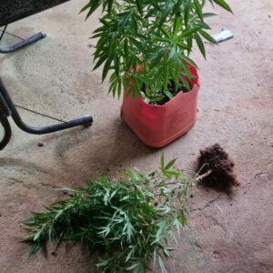 PCGO cumpre 22 mandados e apreende carga de drogas avaliada em R$ 450 mil