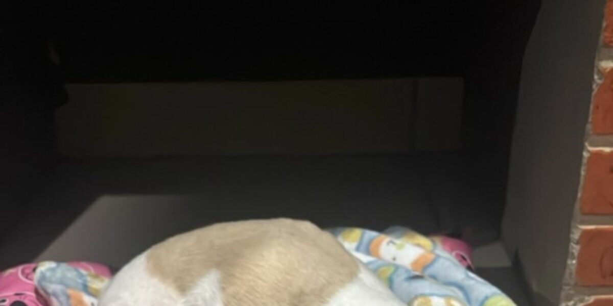 Polícia Civil resgata cão abandonado e investiga responsável pelo crime de maus-tratos