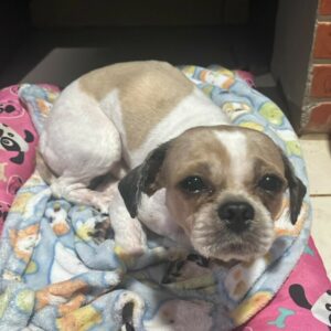 PCGO resgata cão vítima de abandono e investiga responsável pelo crime