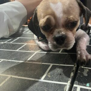 PCGO resgata cão vítima de abandono e investiga responsável pelo crime