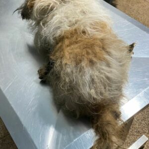 PCGO resgata cão vítima de abandono e investiga responsável pelo crime