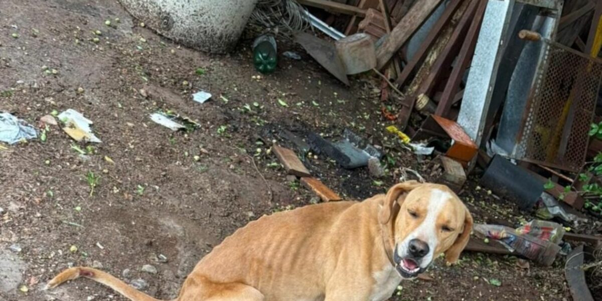 Polícia Civil prende tutor que mantinha cachorros sem água e comida, em Jataí