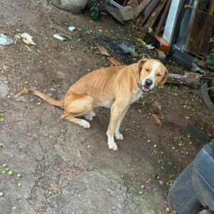 Pol&iacute;cia Civil prende tutor que mantinha cachorros sem &aacute;gua e comida, em Jata&iacute;