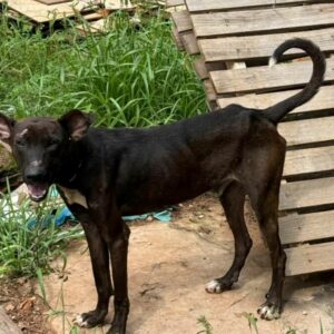Pol&iacute;cia Civil prende tutor que mantinha cachorros sem &aacute;gua e comida, em Jata&iacute;