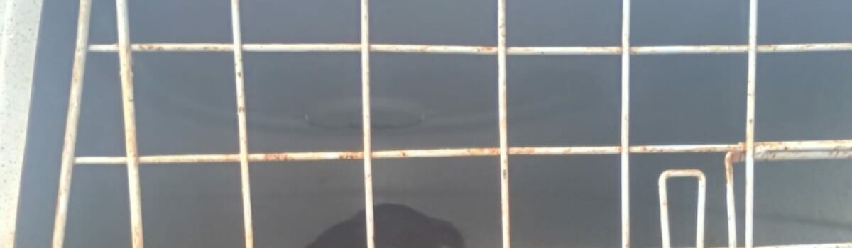 Polícia Civil resgata dois cães vítimas de maus-tratos em Morrinhos