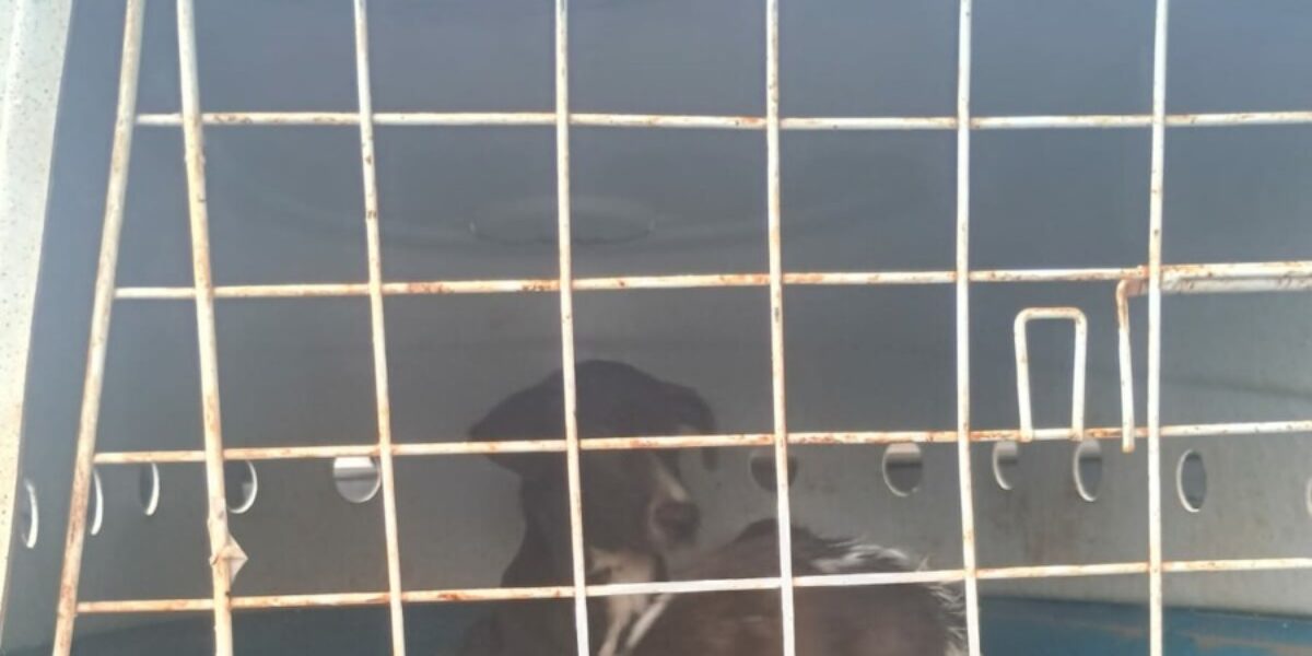 Polícia Civil resgata dois cães vítimas de maus-tratos em Morrinhos