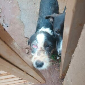 Pol&iacute;cia Civil resgata dois c&atilde;es v&iacute;timas de maus tratos em Morrinhos