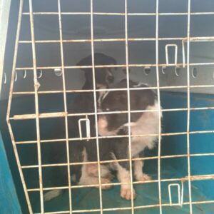 Pol&iacute;cia Civil resgata dois c&atilde;es v&iacute;timas de maus tratos em Morrinhos