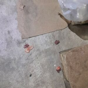 PCGO prende em flagrante gerente acusado de envenenar e matar gatos em Mineiros