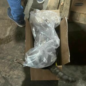 PCGO prende em flagrante gerente acusado de envenenar e matar gatos em Mineiros