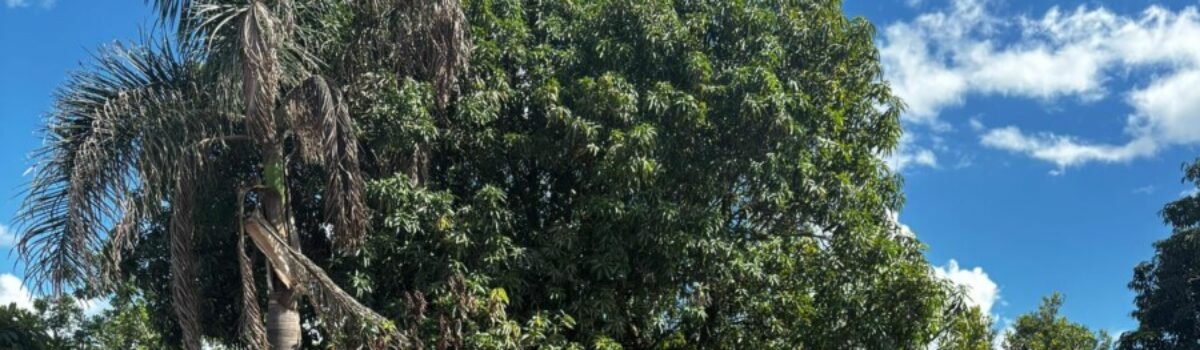 PCGO prende homem por ameaça, perseguição e dano contra namorada, em Luziânia