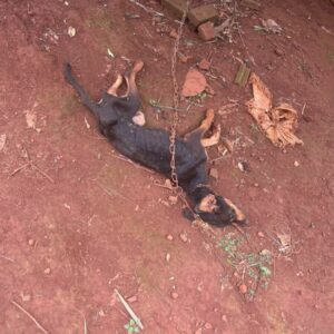 PCGO prende homem em flagrante por maus tratos e morte cruel de animais na zona rural de Ipor&aacute;