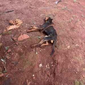 PCGO prende homem em flagrante por maus tratos e morte cruel de animais na zona rural de Ipor&aacute;