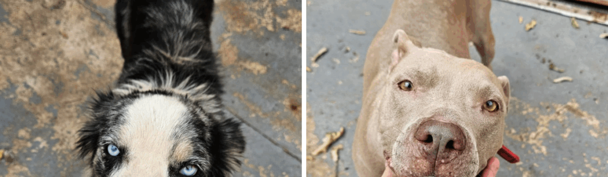 PCGO prende homem por maus-tratos a cães em Goiânia