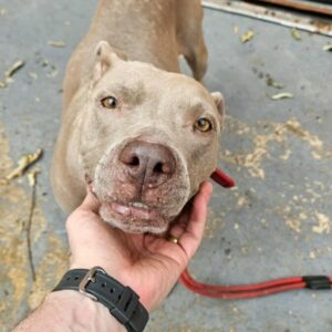 PCGO prende homem por maus tratos a c&atilde;es em Goi&acirc;nia