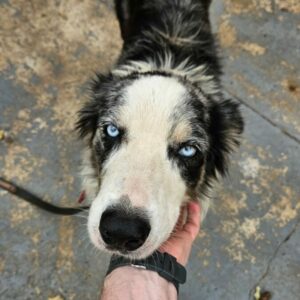 PCGO prende homem por maus tratos a c&atilde;es em Goi&acirc;nia