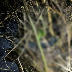 PCGO prende investigados por desaparecimento de corretora de Caldas Novas e localiza corpo da v&iacute;tima