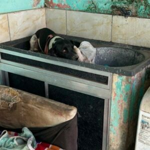 PCGO prende mulher por maus tratos e abandono de cão em Valparaíso de Goiás