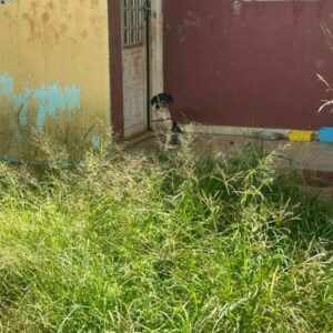 PCGO prende mulher por maus tratos e abandono de cão em Valparaíso de Goiás