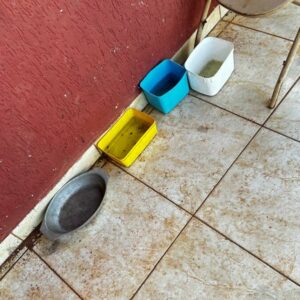 PCGO prende mulher por maus tratos e abandono de cão em Valparaíso de Goiás