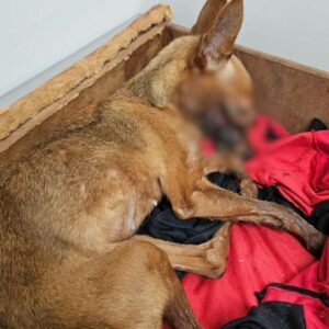 Polícia Civil prende homem em flagrante por maus tratos a animal em Goiânia
