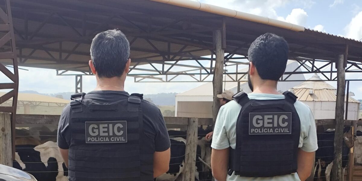 Polícia Civil recupera gado alvo de furto e transporte clandestino em fazenda de Iporá