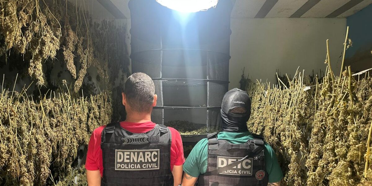 PCGO desarticula laboratório clandestino de skunk e prende cinco investigados em Anápolis