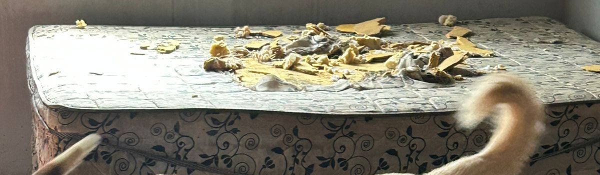 Polícia Civil resgatas cachorros em situação de abandono e maus-tratos em residência de Goianésia