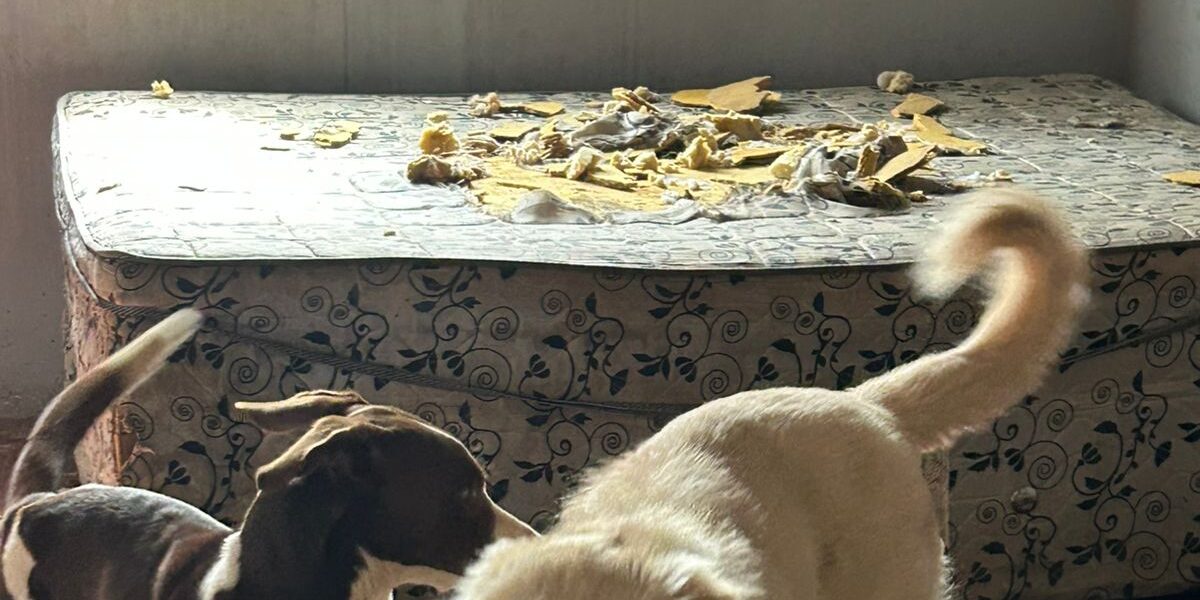 Polícia Civil resgatas cachorros em situação de abandono e maus-tratos em residência de Goianésia
