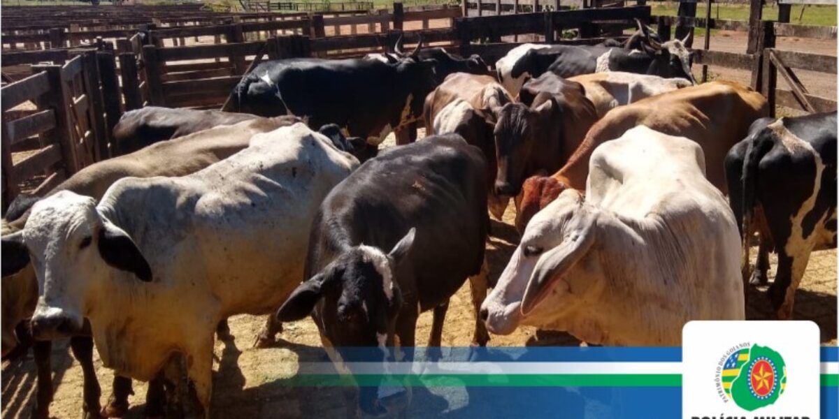 2º BPM recupera 17 cabeças de gado furtadas em Amorinópolis