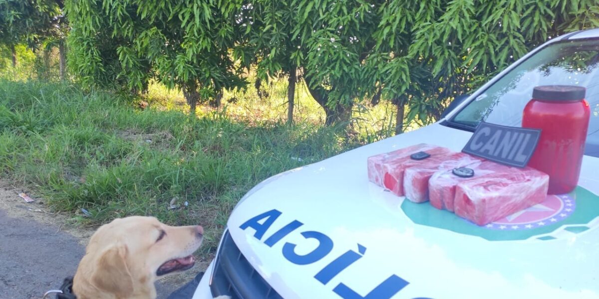 A Policia Militar no combate ao tráfico de drogas