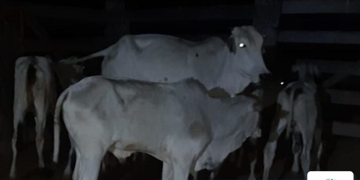 BPMRURAL recupera grande carga de gado furtado na zona rural de Goiás.