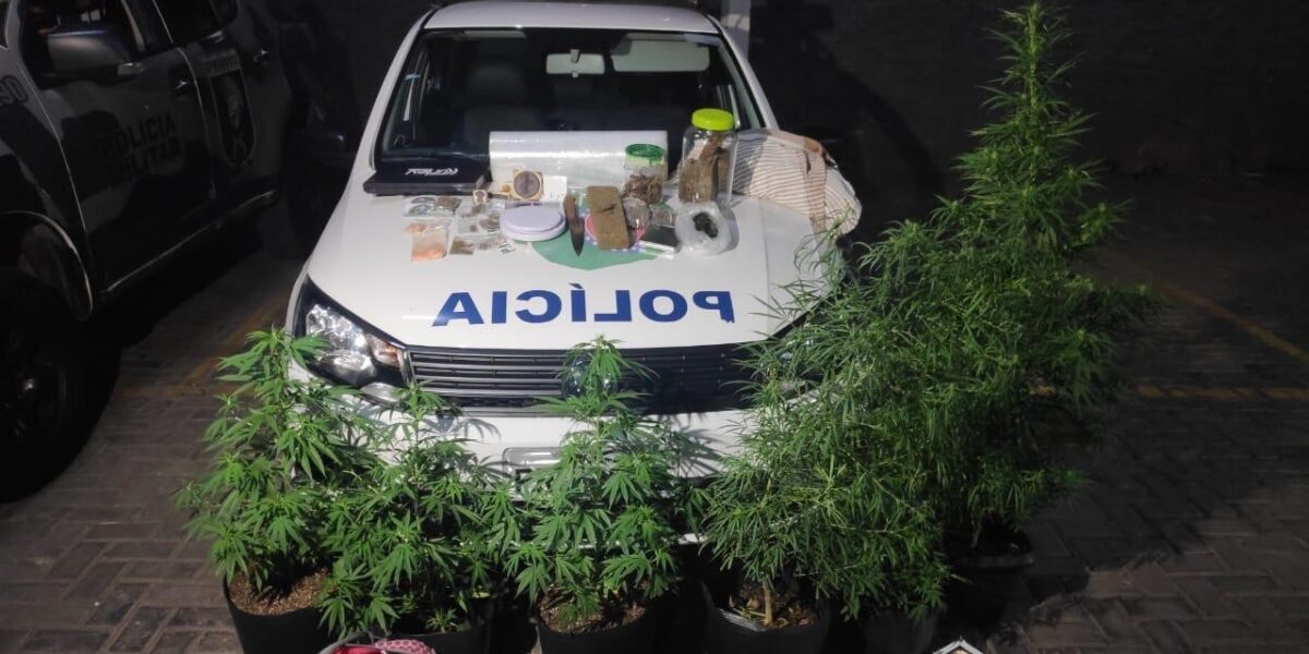 Cinturão de Segurança da PGE: PMGO prende traficantes que cultivavam a drogas em casa