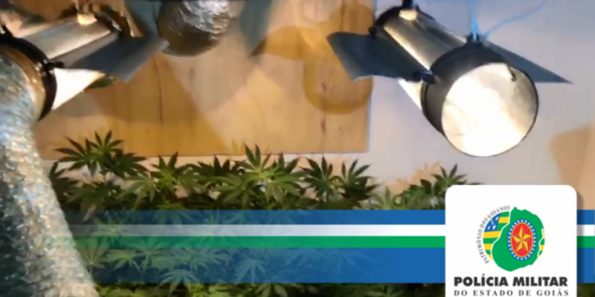 PMGO localiza estufa de SKUNK e prende traficante.