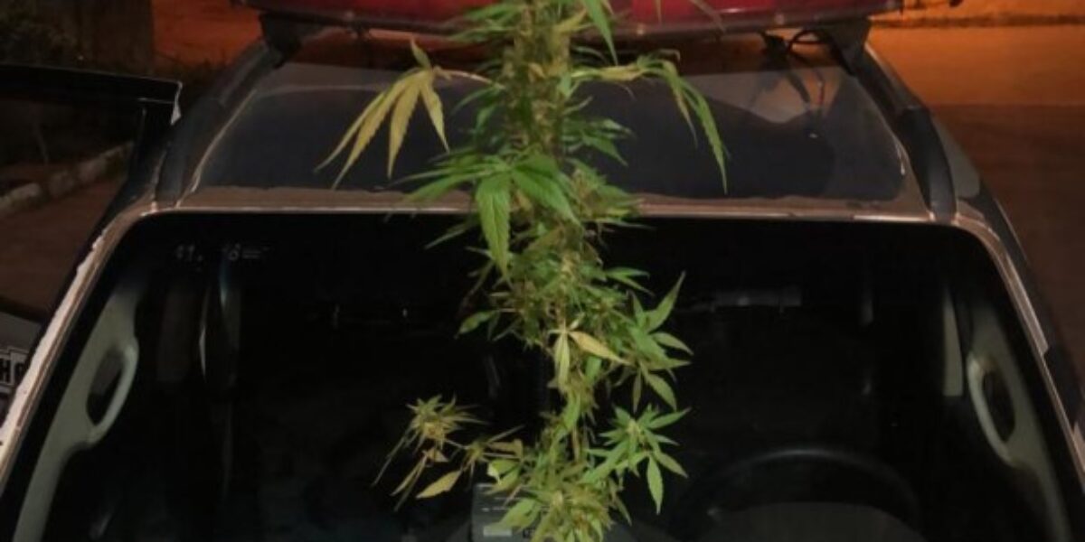 CHOQUE localiza plantação de maconha e quilos da droga pronta para venda