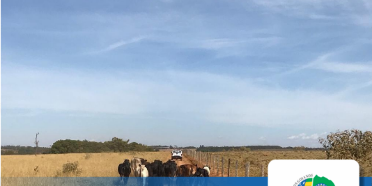 PMGO recupera gado furtado.