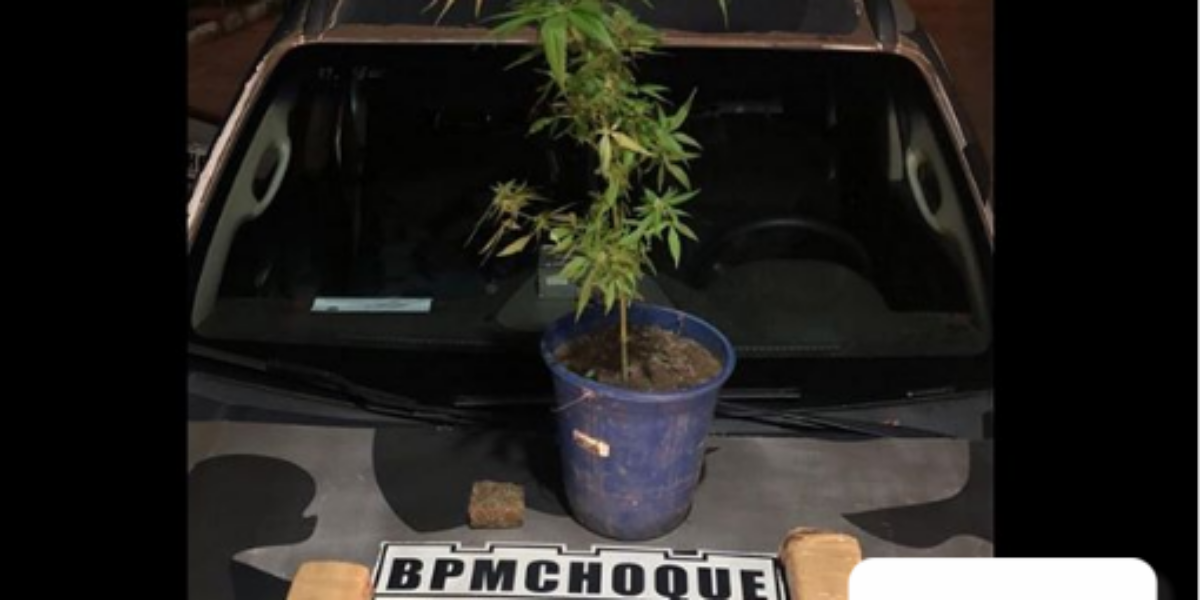Policia militar encontra pé de maconha  na casa de abordado em Aparecida de Goiânia.