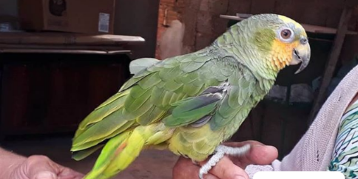 PMGO combate criação irregular de ave no município de Cachoeira Alta.