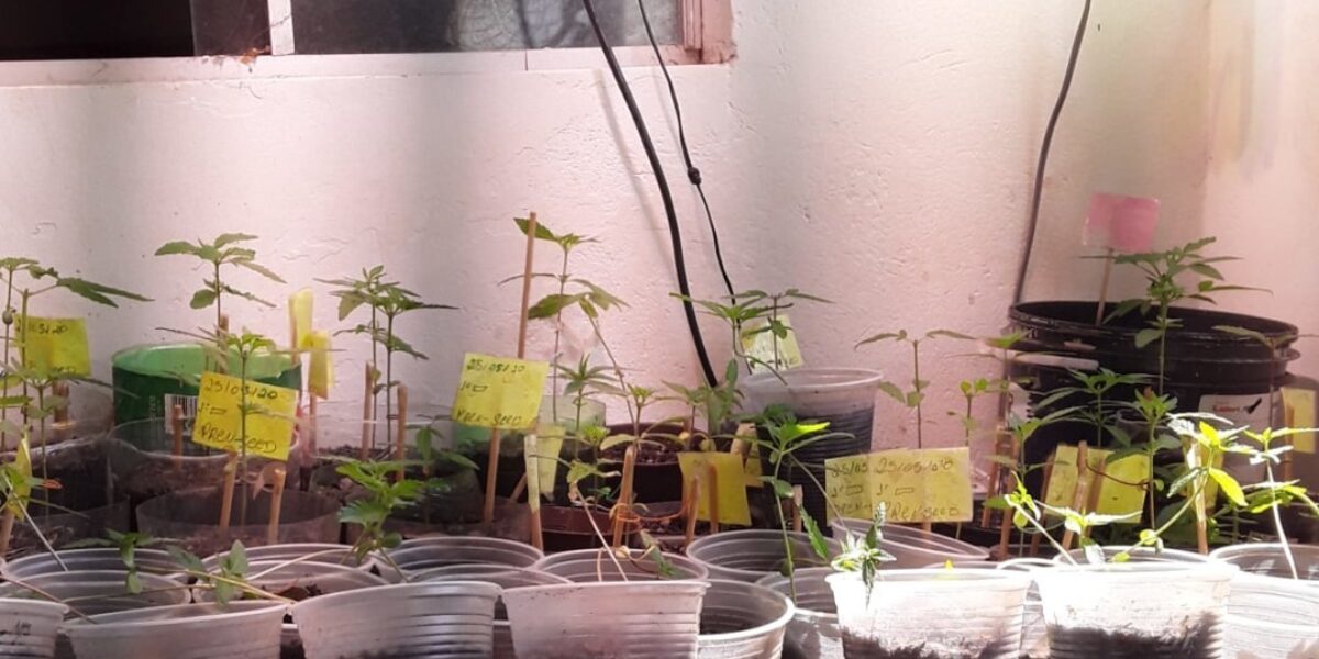 CPE/PMGO no combate ao tráfico de drogas e cultivo de maconha