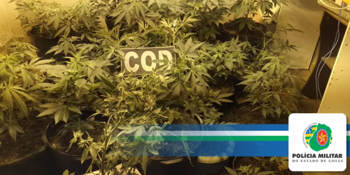 PMGO prende três pessoas que cultivavam “supermaconha” em laboratório na cidade de Valparaíso de Goiás