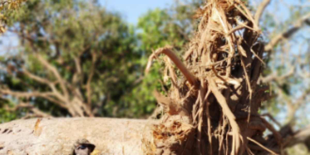 POLÍCIA MILITAR no combate ao desmatamento ilegal