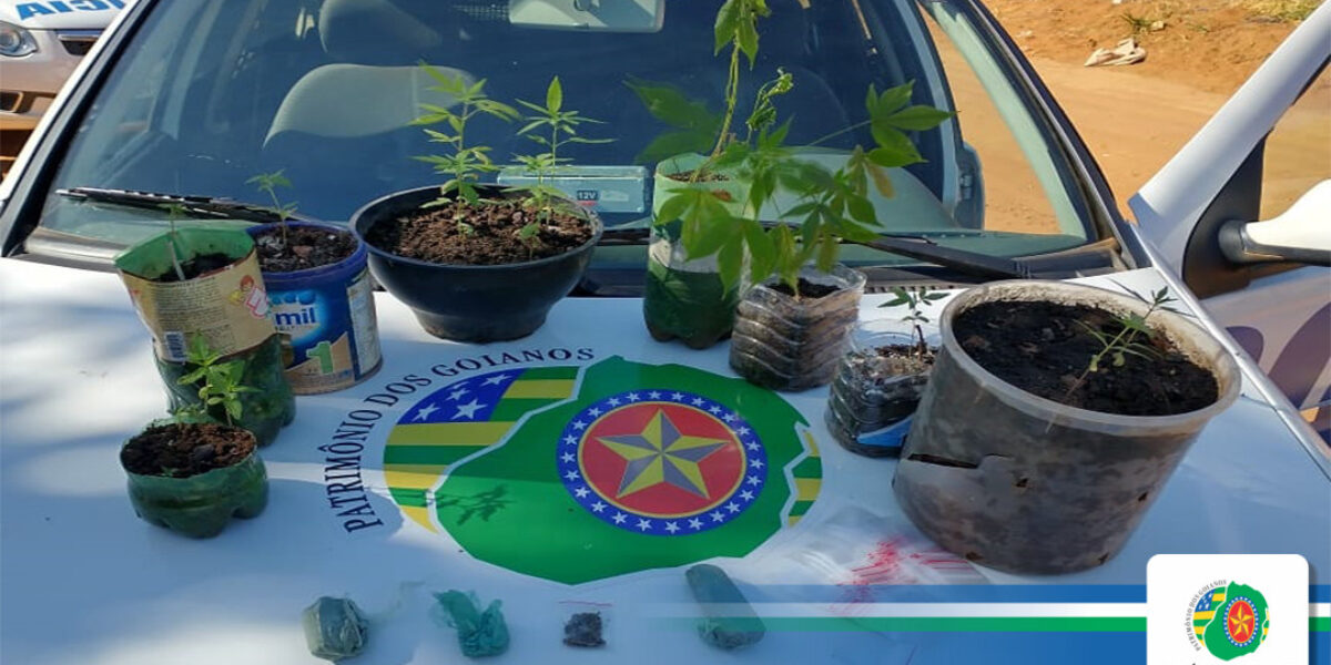 Traficante é preso cultivando e comercializando maconha, em Aparecida de Goiânia