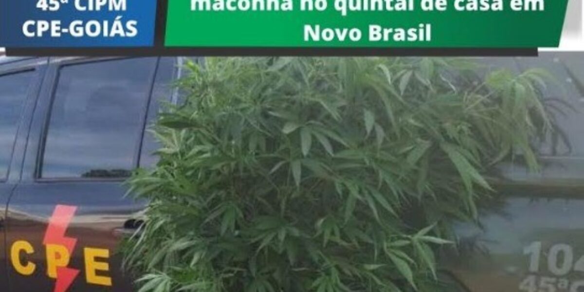 45ª CIPM/CPE Prende Homem que Plantava Maconha em Casa, em Novo Brasil-GO