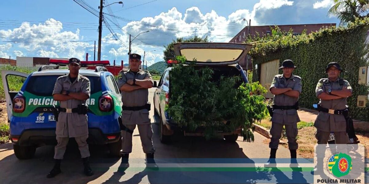 23º BPM e BPMRural localizam plantação de maconha e prende indivíduos
