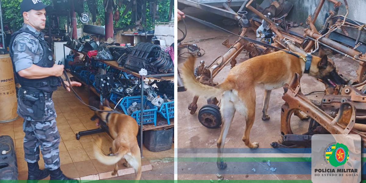 Parceria Campeã: CPR/TOR e BPCÃES combatem o tráfico de drogas