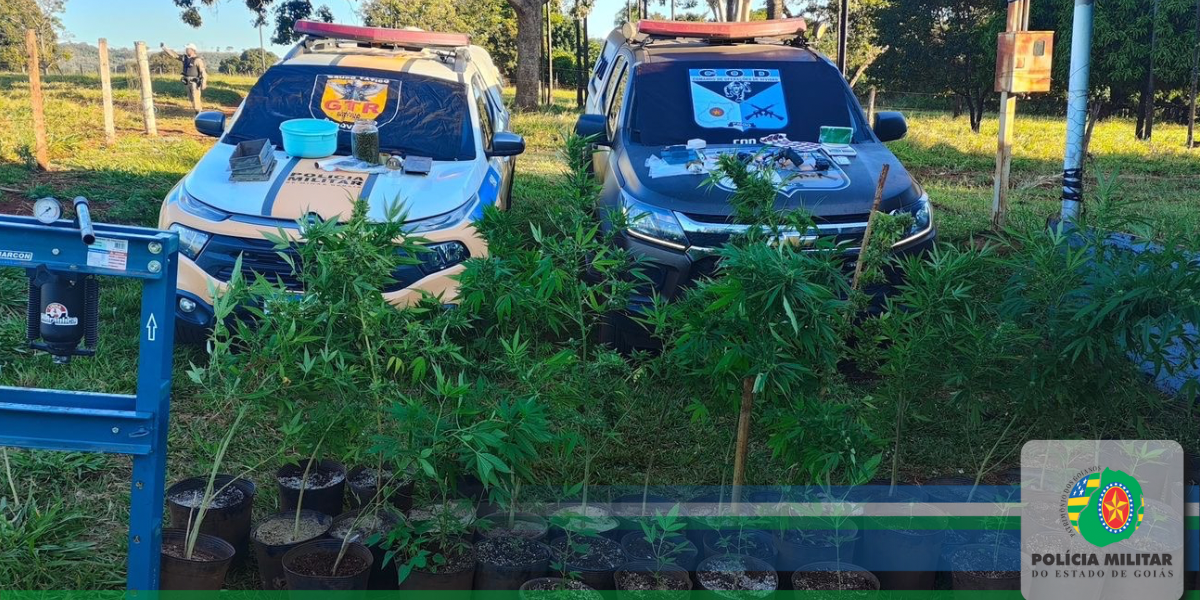 OPERAÇÃO INTEGRADA PMGO E PMMG RESULTA NA PRISÃO DE FORAGIDO  DA JUSTIÇA, APREENSÃO DE ARMA DE FOGO, ALÉM  DA DESTRUIÇÃO DE UMA PLANTAÇÃO DE MACONHA