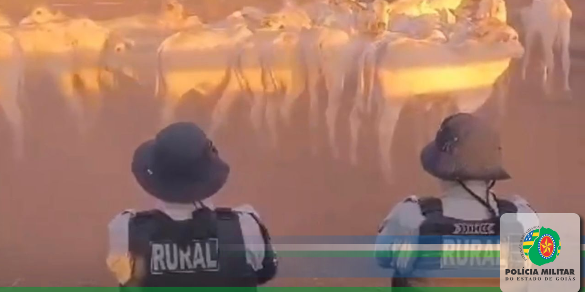 FORÇAS DE SEGURANÇA COMBATEM FURTO DE GADO EM SÃO MIGUEL DO ARAGUAIA-GO