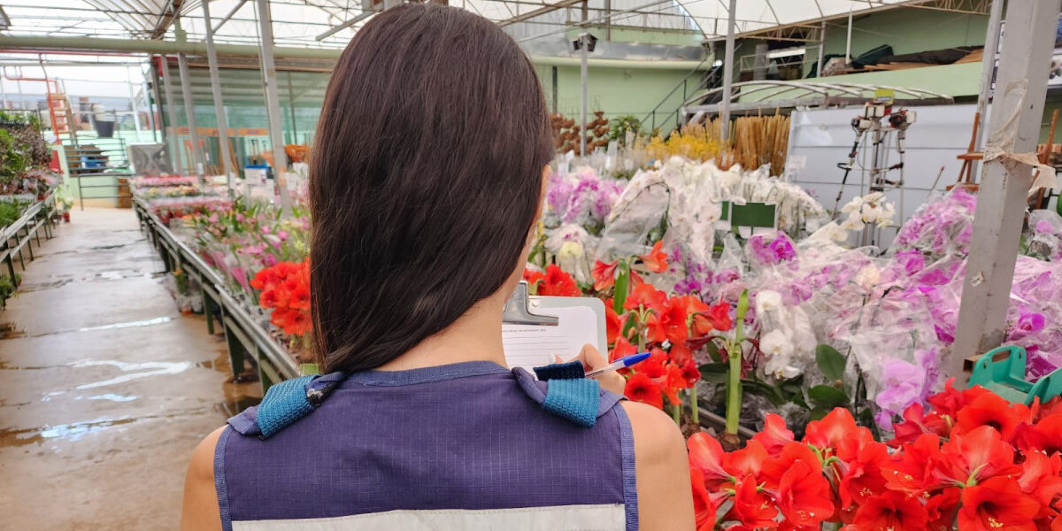 Com proximidade do Dia de Finados, pesquisa do Procon Goiás aponta variação de até 585% em preço de flores