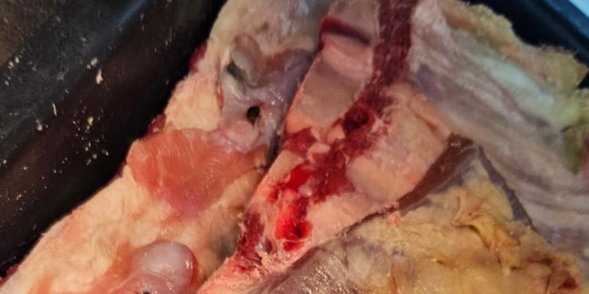 Em Aragoiânia, fiscais do Procon Goiás apreendem mais de 65 quilos de carnes e peixes impróprios